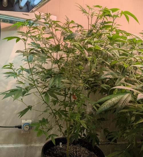 Hellfire OG. Week 14