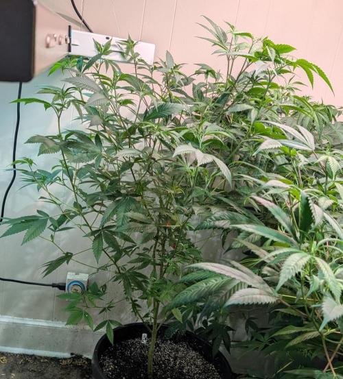 Hellfire OG. Week 14