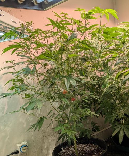 Hellfire OG. Week 14