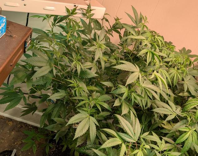 Hellfire OG. Week 14