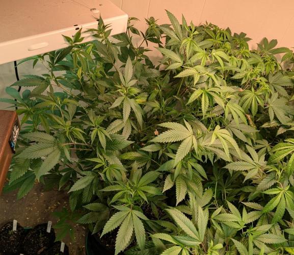 Hellfire OG. Week 14