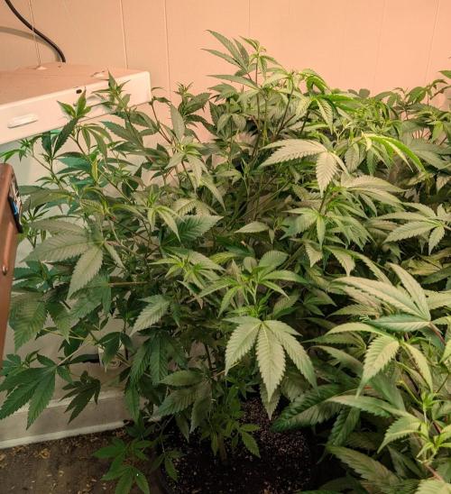 Hellfire OG. Week 14