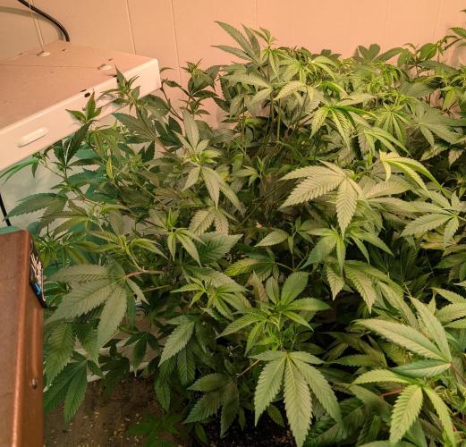 Hellfire OG. Week 14