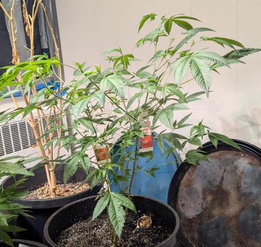 Killer Kush. Week 14