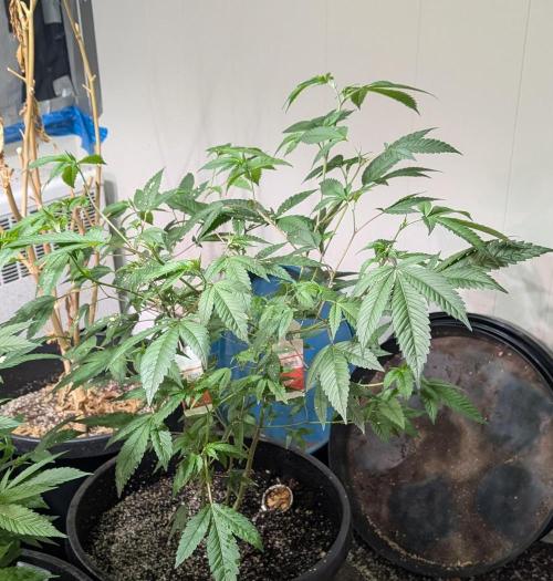 Killer Kush. Week 14