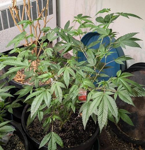 Killer Kush. Week 14