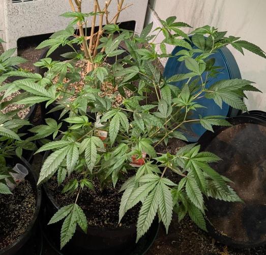 Killer Kush. Week 14