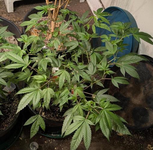 Killer Kush. Week 14