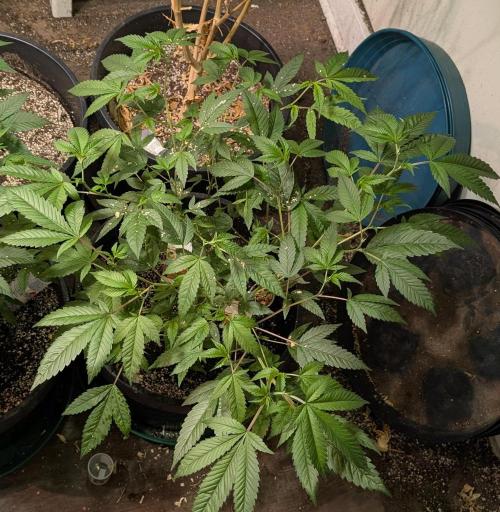 Killer Kush. Week 14