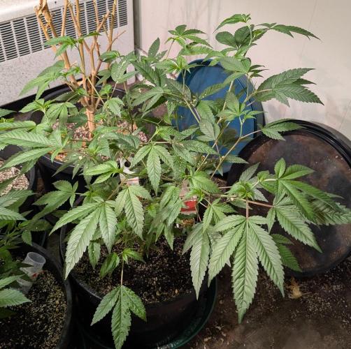 Killer Kush. Week 14