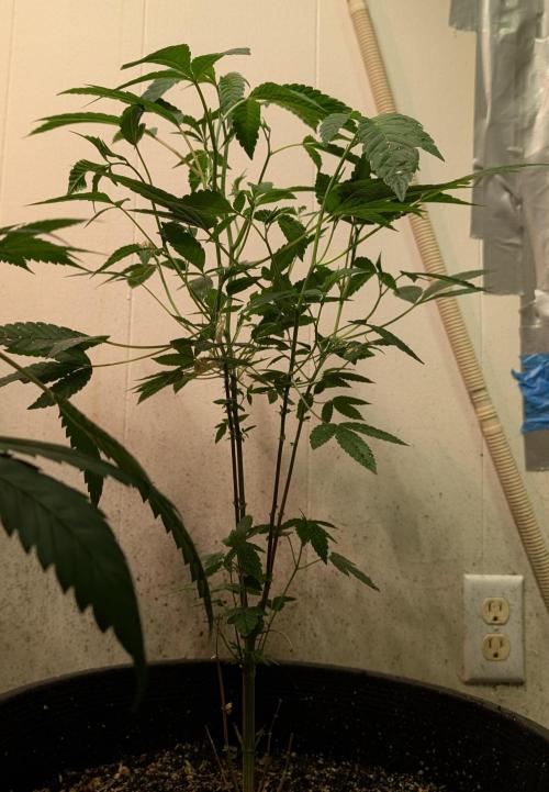 Pure Michigan. Week 14