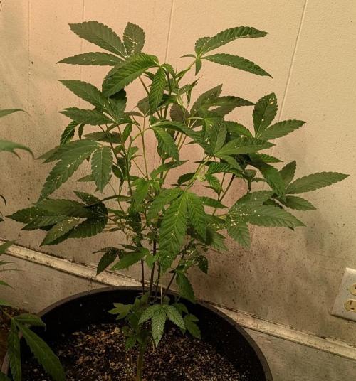 Pure Michigan. Week 14