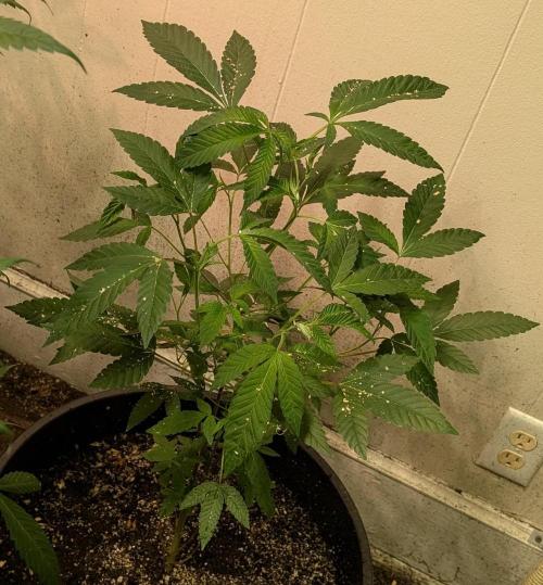 Pure Michigan. Week 14