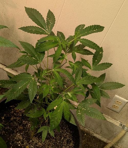 Pure Michigan. Week 14