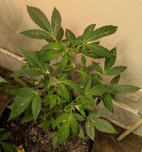 Pure Michigan. Week 14