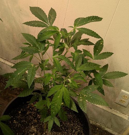 Pure Michigan. Week 14