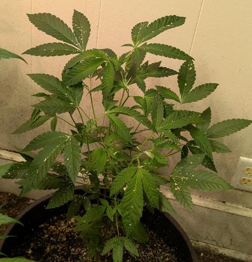 Pure Michigan. Week 14