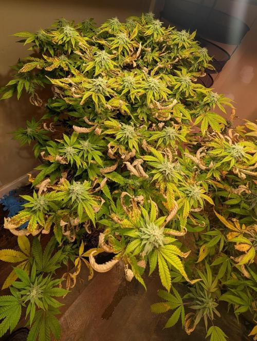 Jack F1. Week 20