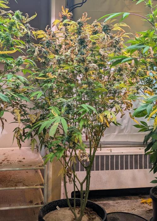 Gold Bar Kush. Week 20