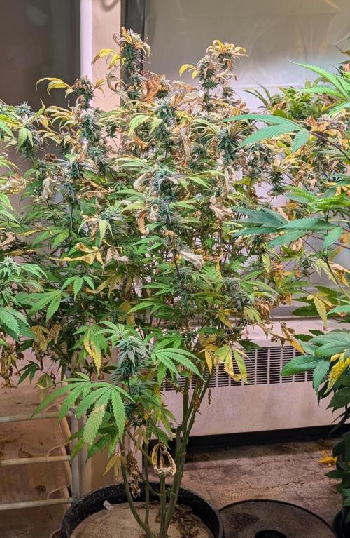 Gold Bar Kush. Week 20