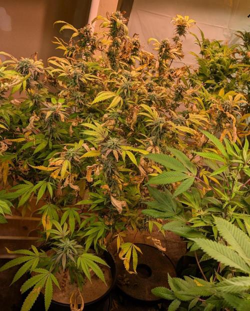 Gold Bar Kush. Week 20