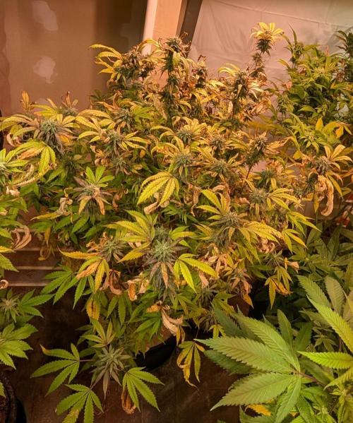 Gold Bar Kush. Week 20