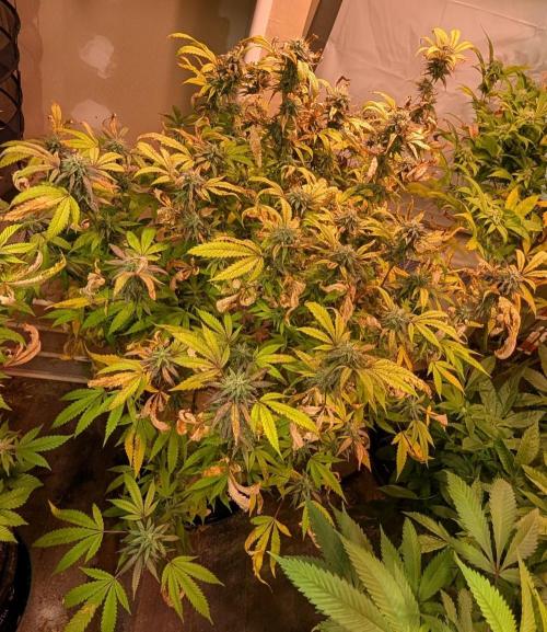 Gold Bar Kush. Week 20