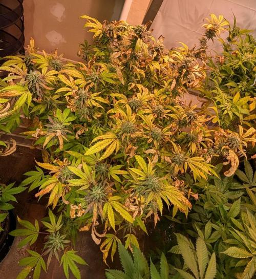 Gold Bar Kush. Week 20