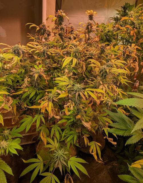 Gold Bar Kush. Week 20