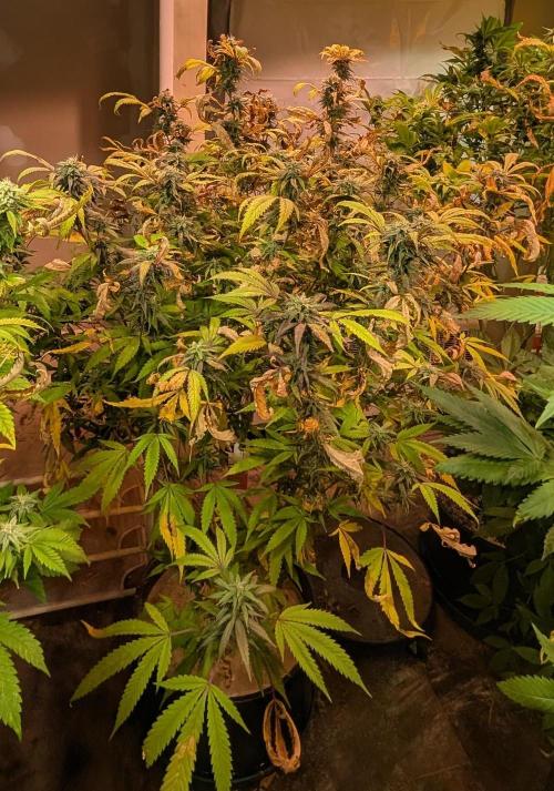 Gold Bar Kush. Week 20