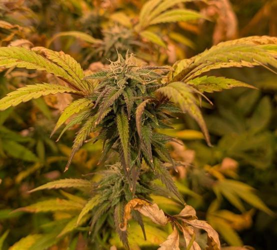 Gold Bar Kush. Week 20