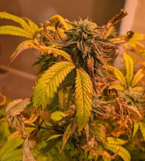 Gold Bar Kush. Week 20