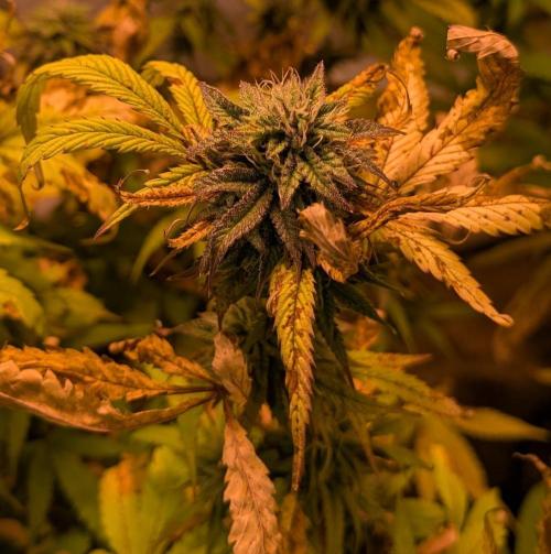 Gold Bar Kush. Week 20