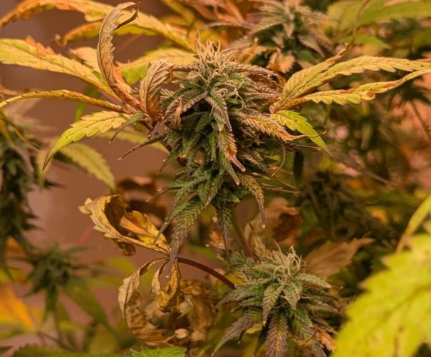 Gold Bar Kush. Week 20