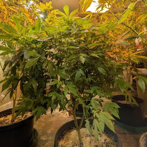 Apple Fritter. Week 20