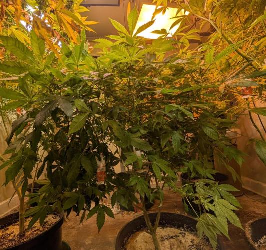 Apple Fritter. Week 20