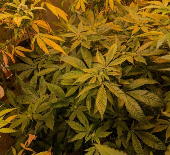 Apple Fritter. Week 20