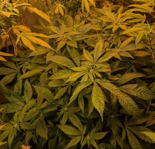 Apple Fritter. Week 20