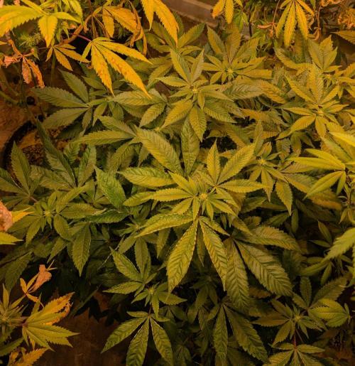 Apple Fritter. Week 20