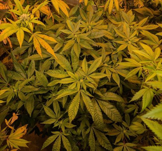 Apple Fritter. Week 20