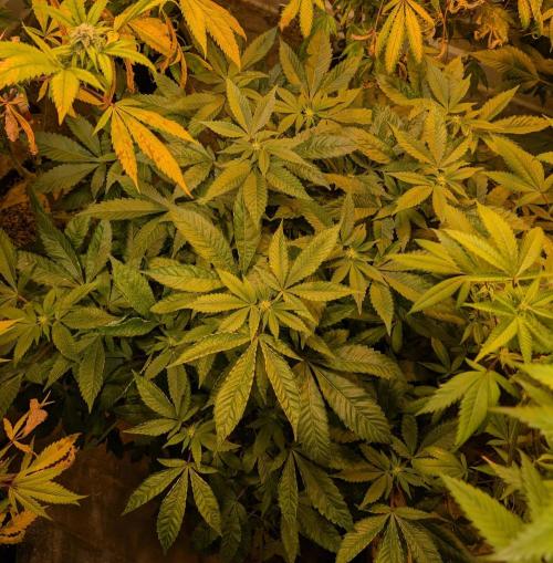 Apple Fritter. Week 20