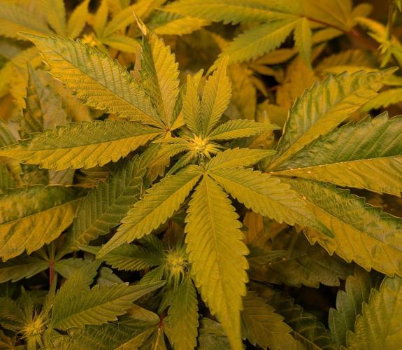 Apple Fritter. Week 20