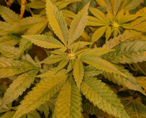 Apple Fritter. Week 20