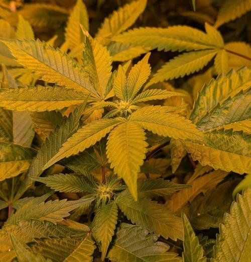 Apple Fritter. Week 20