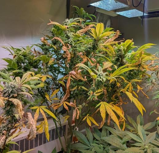 Cement Shoes. Week 20