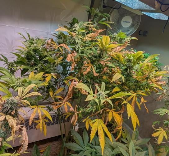 Cement Shoes. Week 20