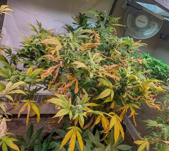 Cement Shoes. Week 20