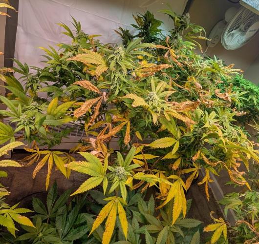 Cement Shoes. Week 20