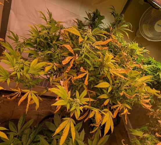 Cement Shoes. Week 20