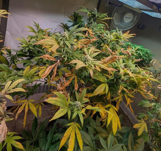 Cement Shoes. Week 20